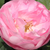 Ružičasta - Grmolike ruže - Raubritter®
